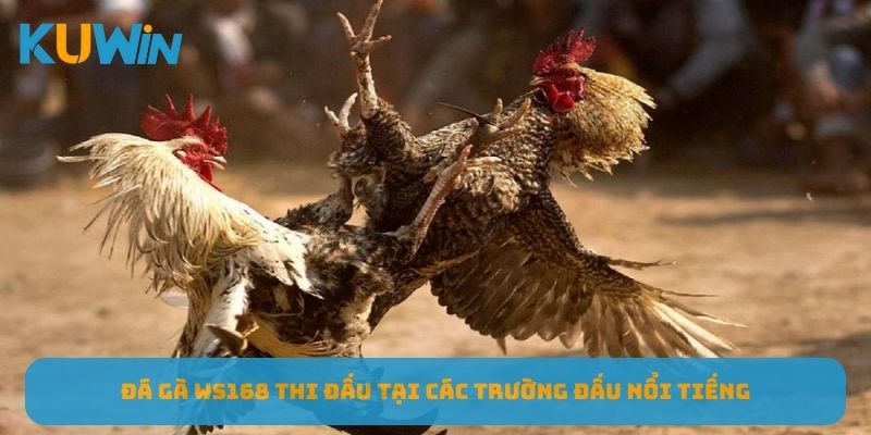 Đá gà WS168 thi đấu tại các trường đấu nổi tiếng